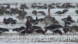 Video of Red-breasted goose - Red-breasted Goose eating grass in winter snow fields